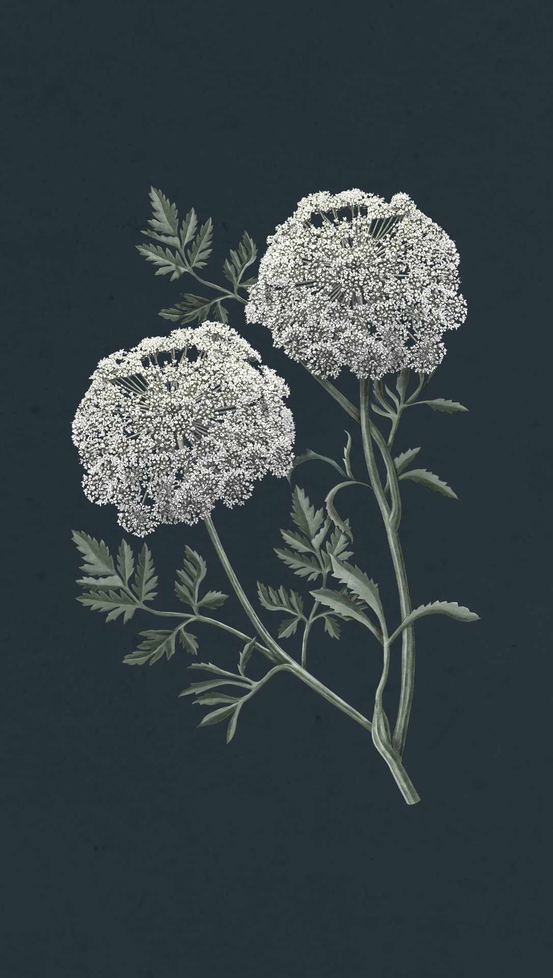 Ilustración botánica de planta con flor viznaga