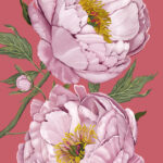 Ilustración botánica de flores de peonzas para el packaging de un perfume
