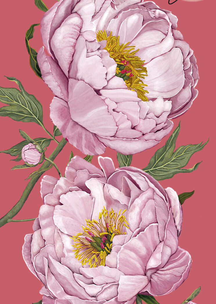 Ilustración botánica de flores de peonzas para el packaging de un perfume