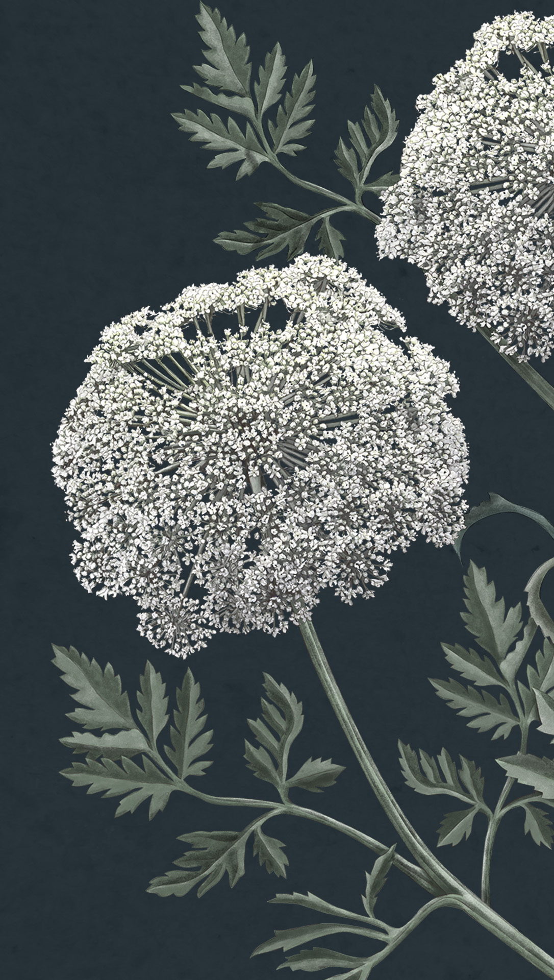Detalle de ilustración científica botánica de planta viznaga con flor