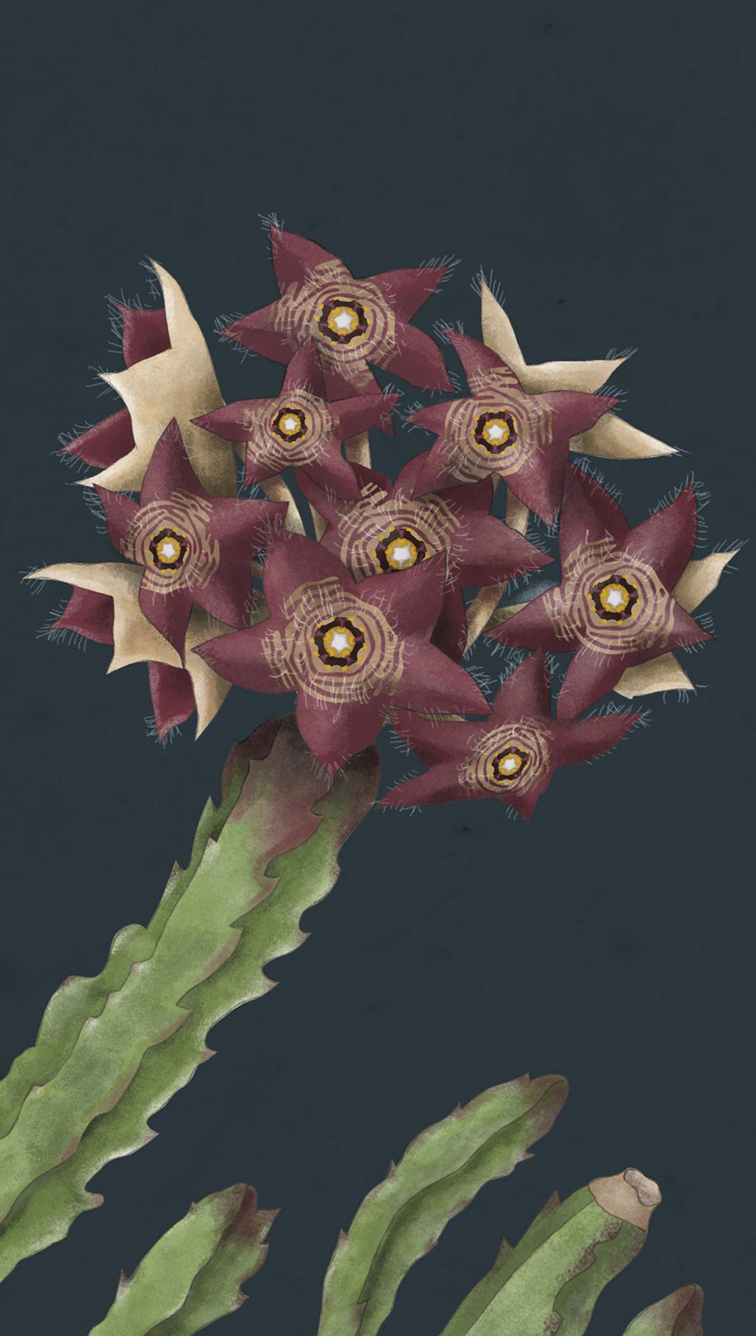 Ilustración científica botánica de flor de cactus caralluma