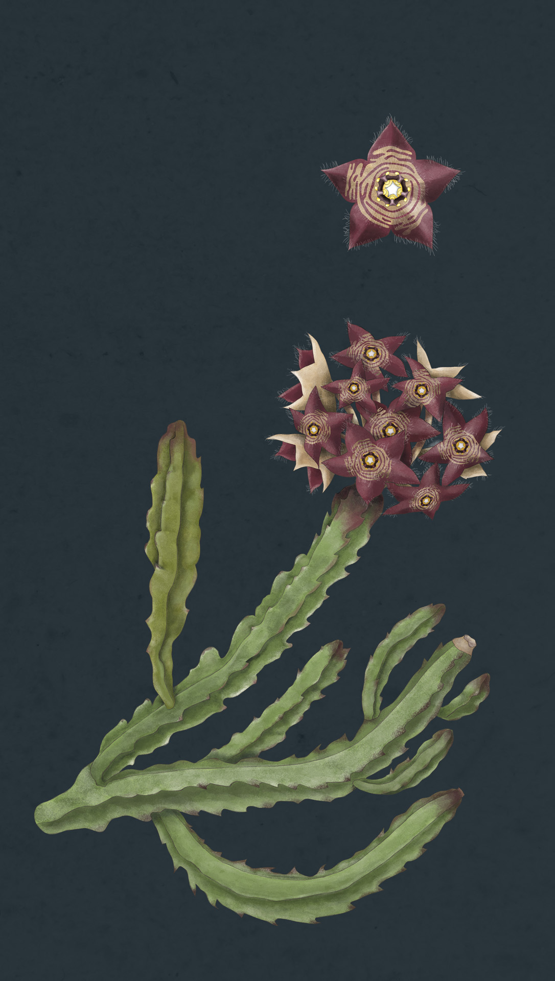Ilustración científica botánica cactus caralluma