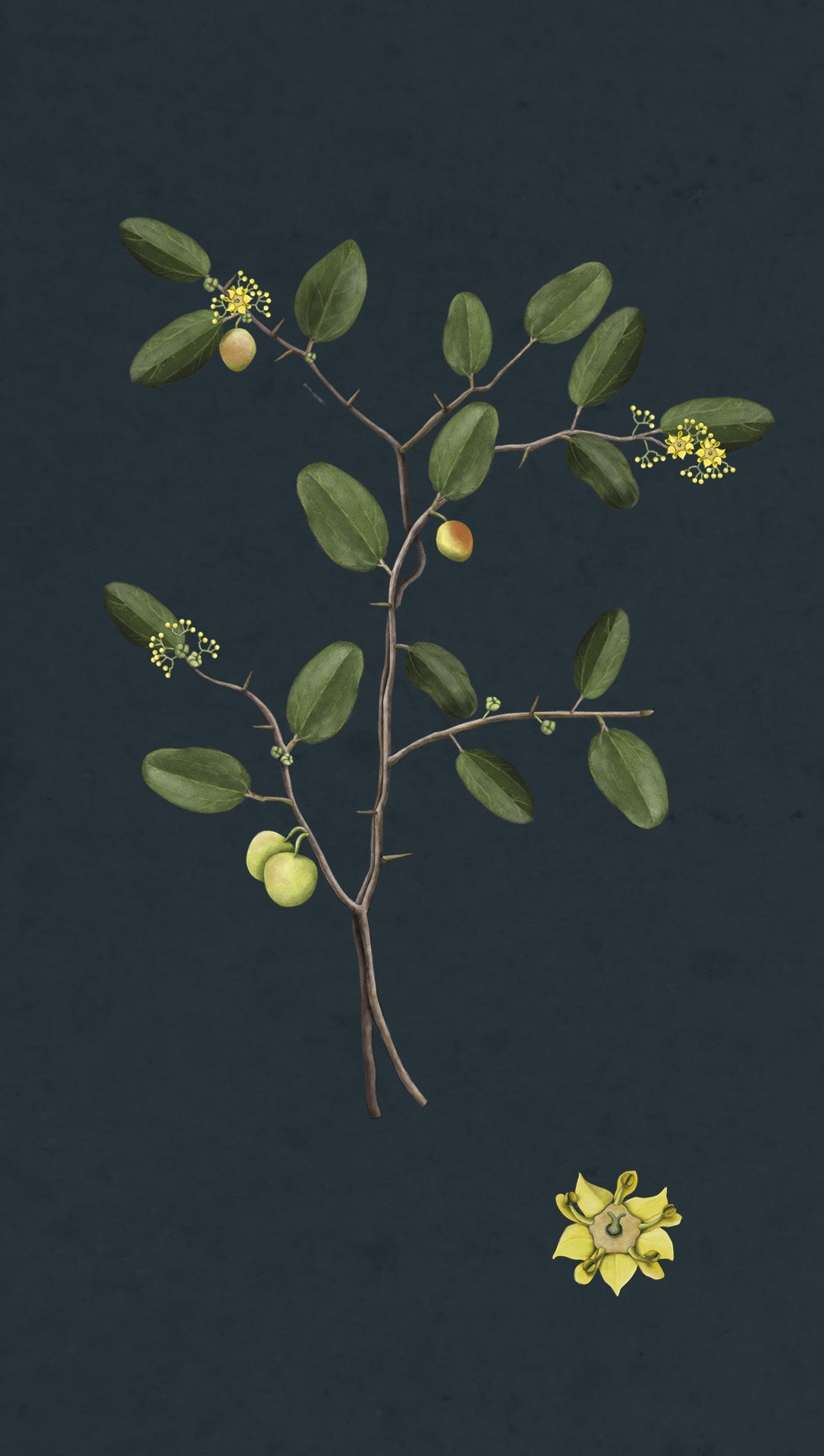 Ilustración científica botánica planta espina de cristo