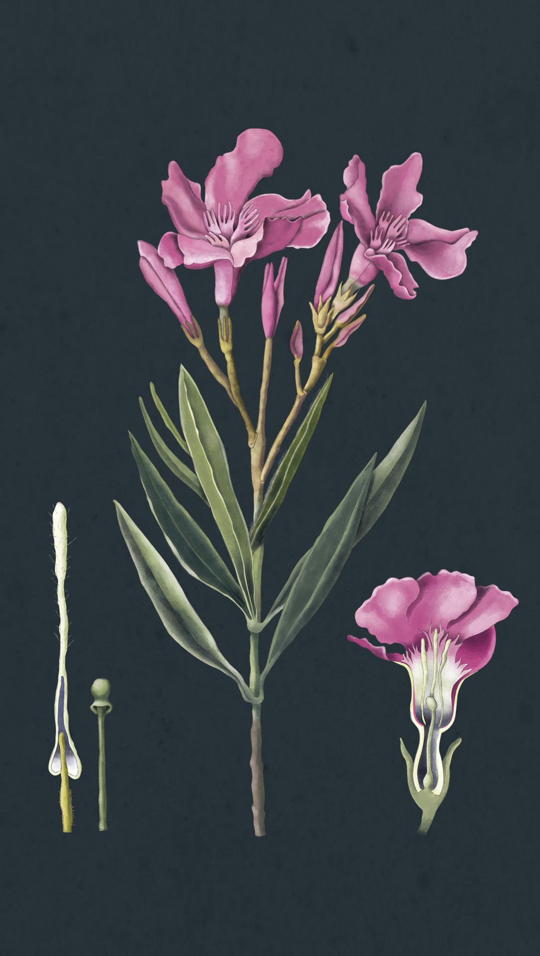 Ilustración científica botánica de planta con flor nerium oleander