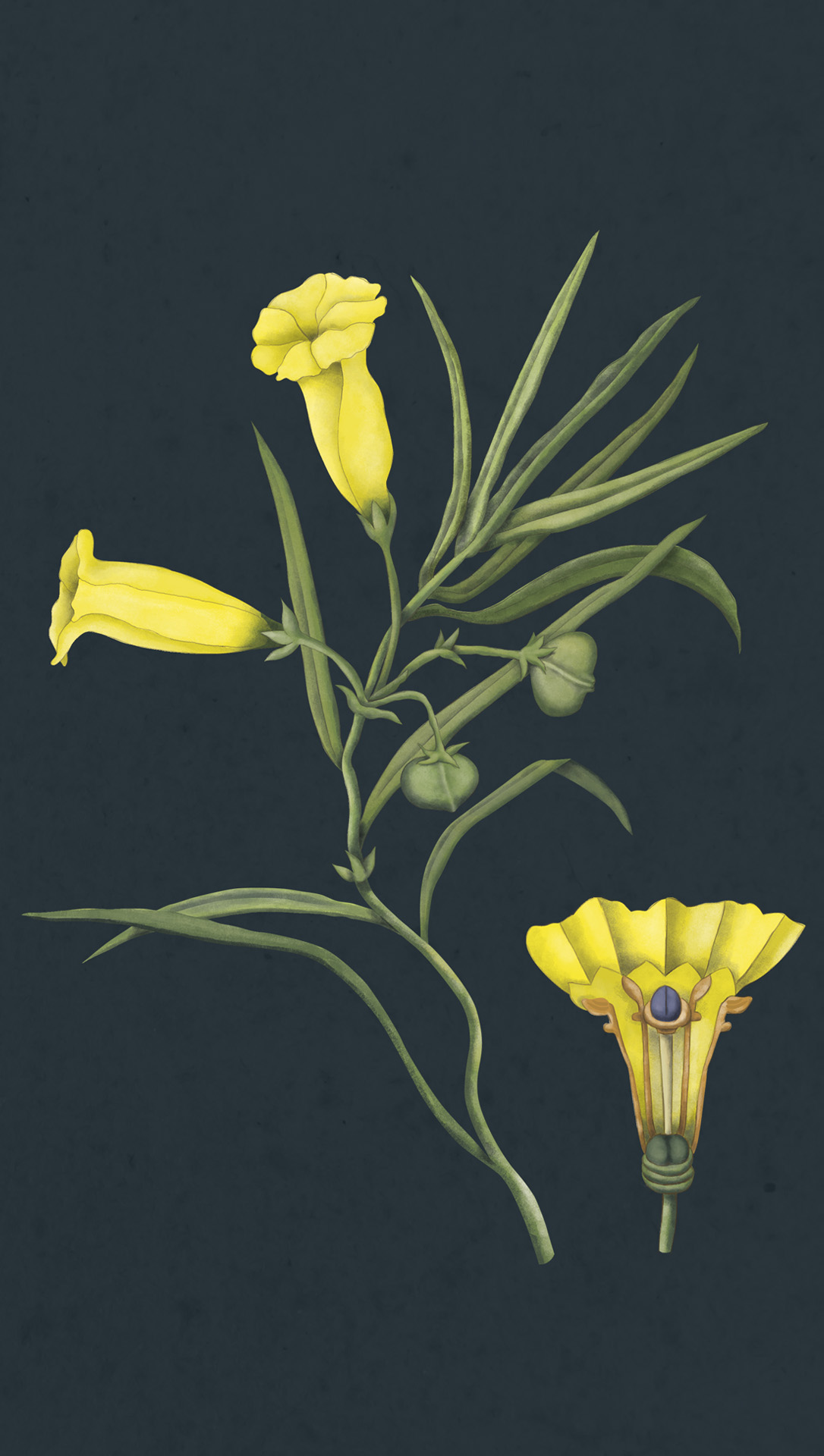 Ilustración científica botánica de planta con flor yellow oleander