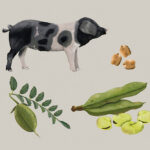 Infografía e ilustración científica