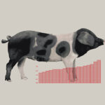 Infografía e ilustración científica, diseño de póster científico infográfico