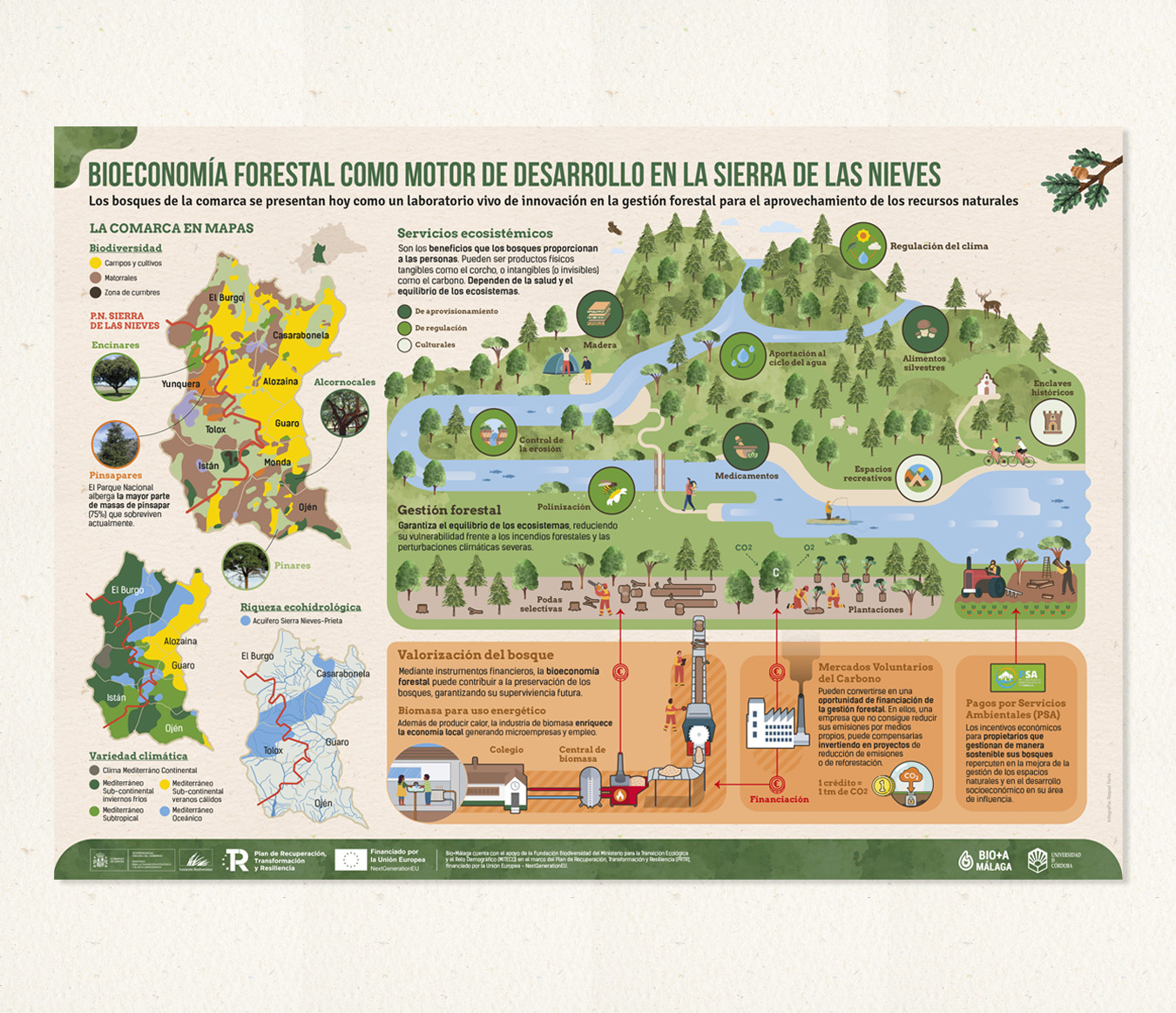 Póster científico divulgativo sobre selvicultura y bioeconomía forestal