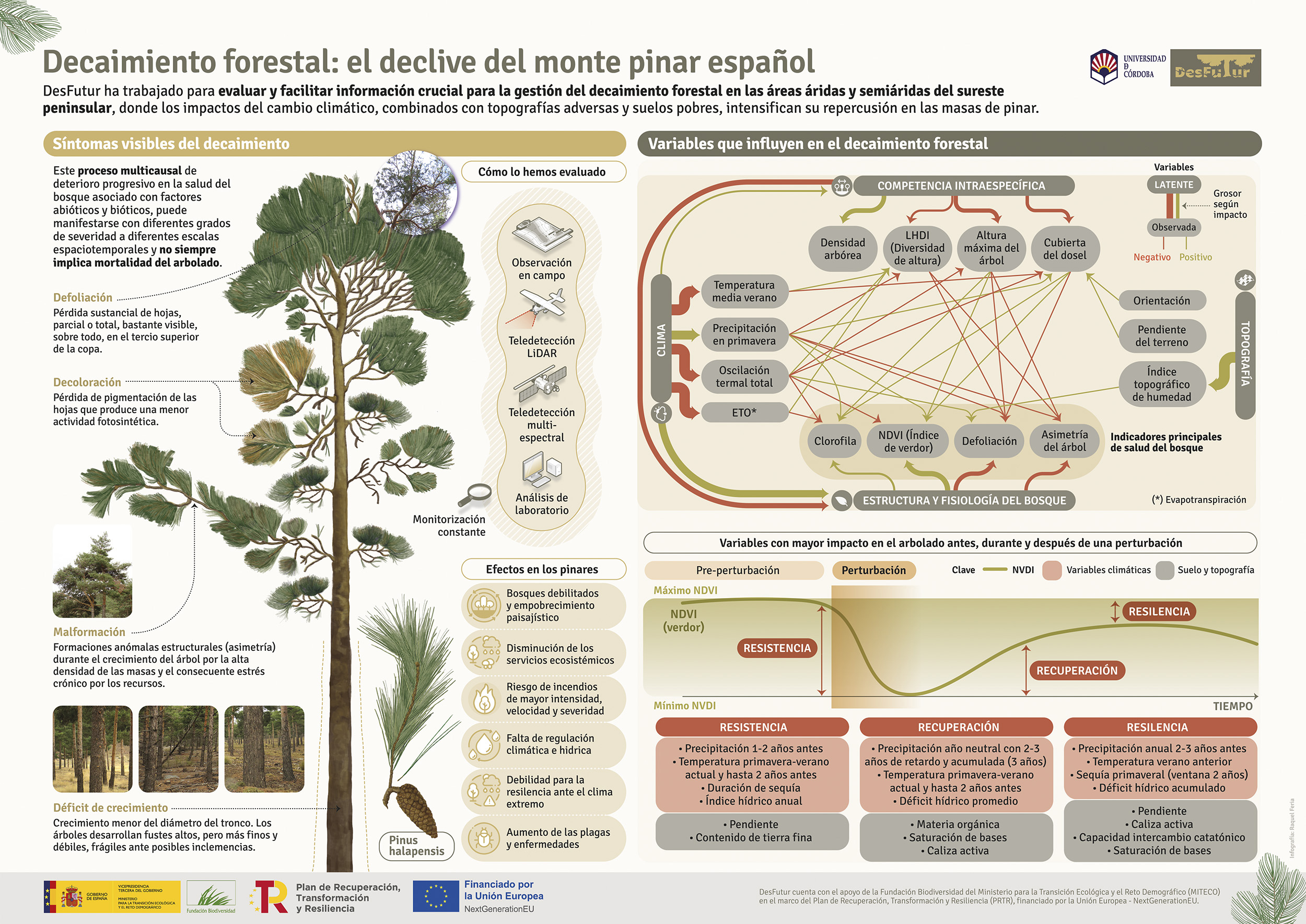 Póster infográfico que resume los resultados del proyecto de investigación Desfutur, sobre decaimiento forestal en España